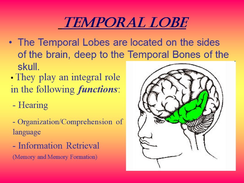 Temporal Lobe The Temporal Lobes are located on the sides of the brain, deep